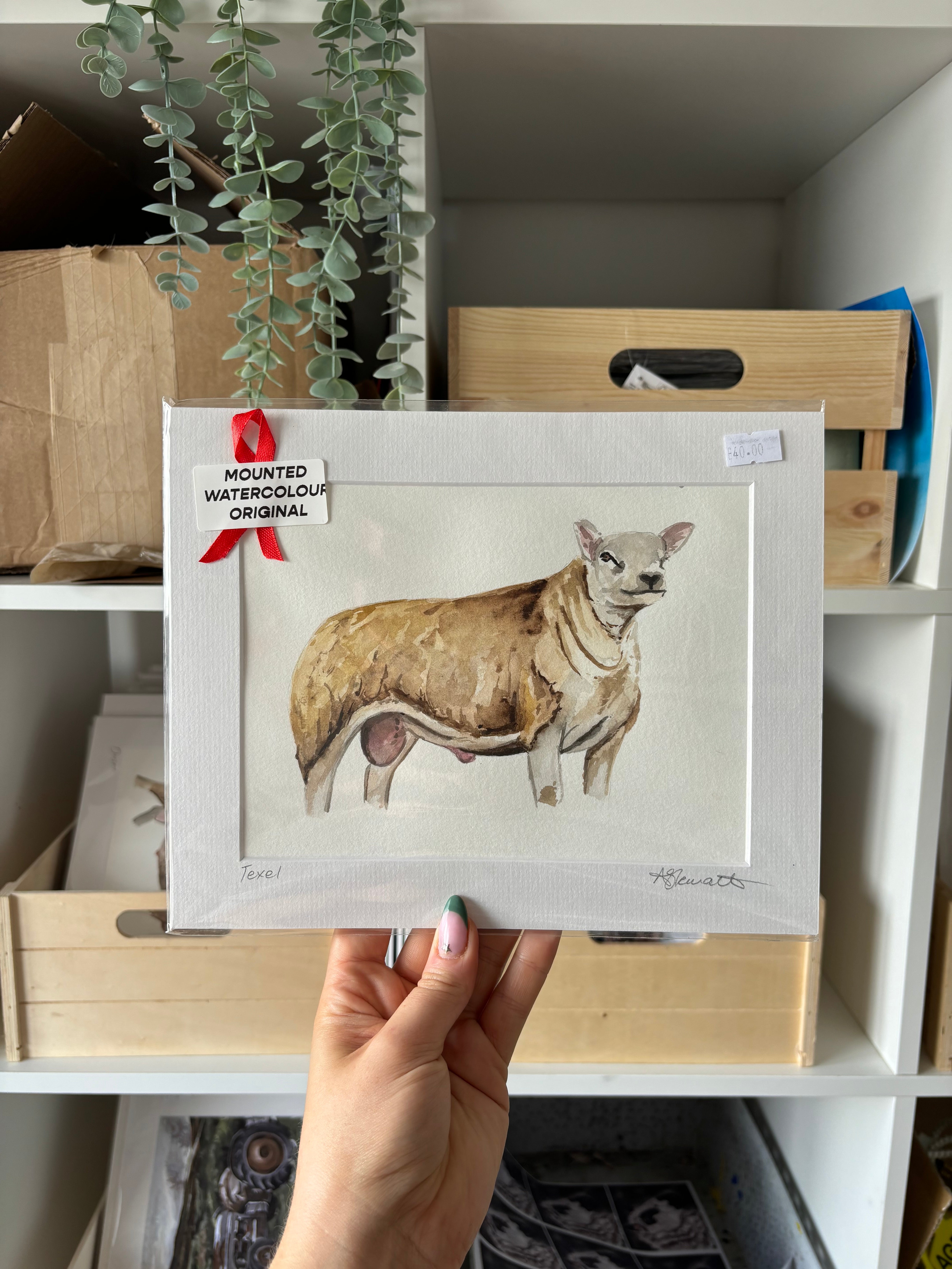 Texel Sheep Original Watercolour Painting