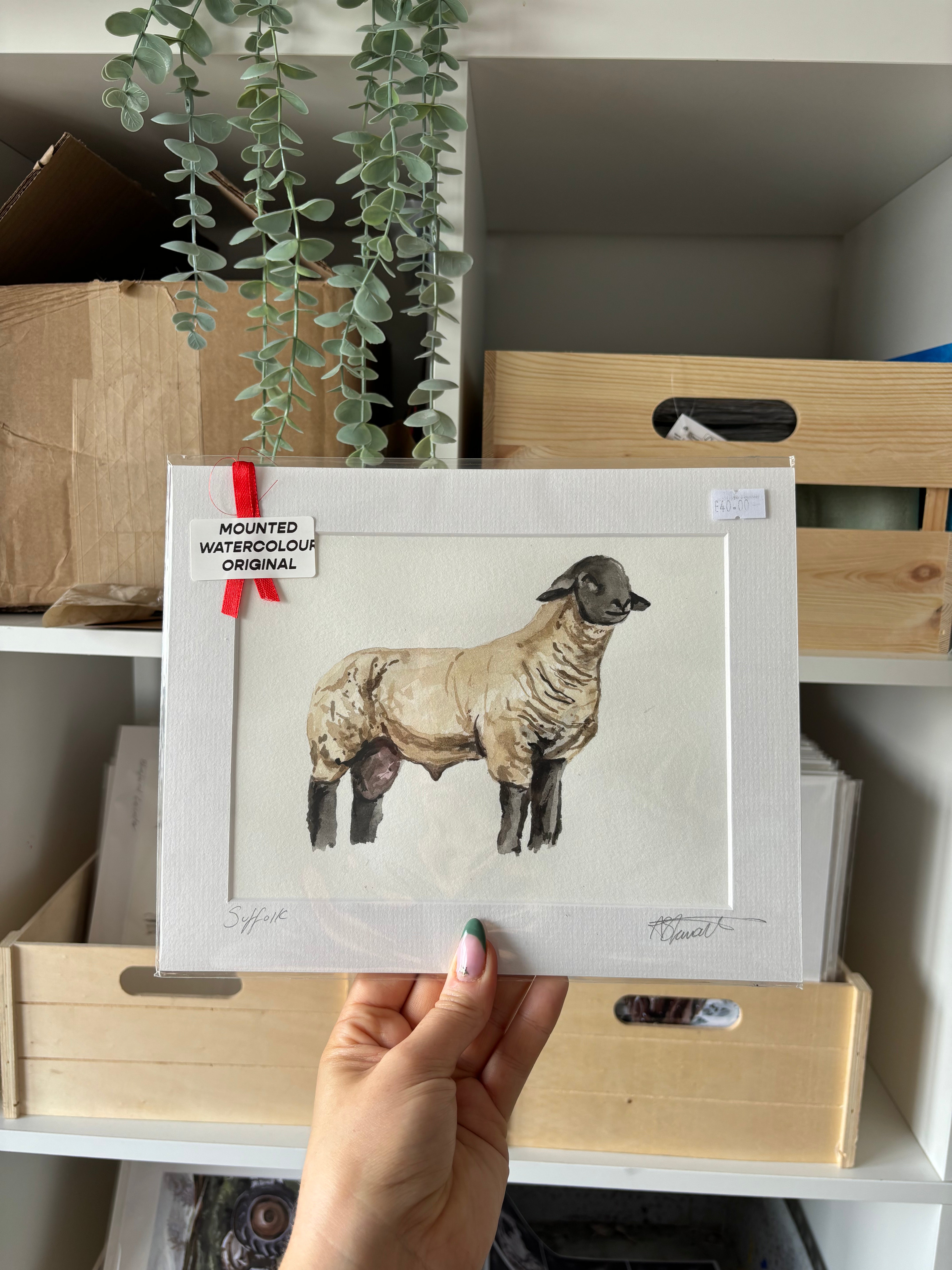 Suffolk Sheep Original Mounted Watercolour