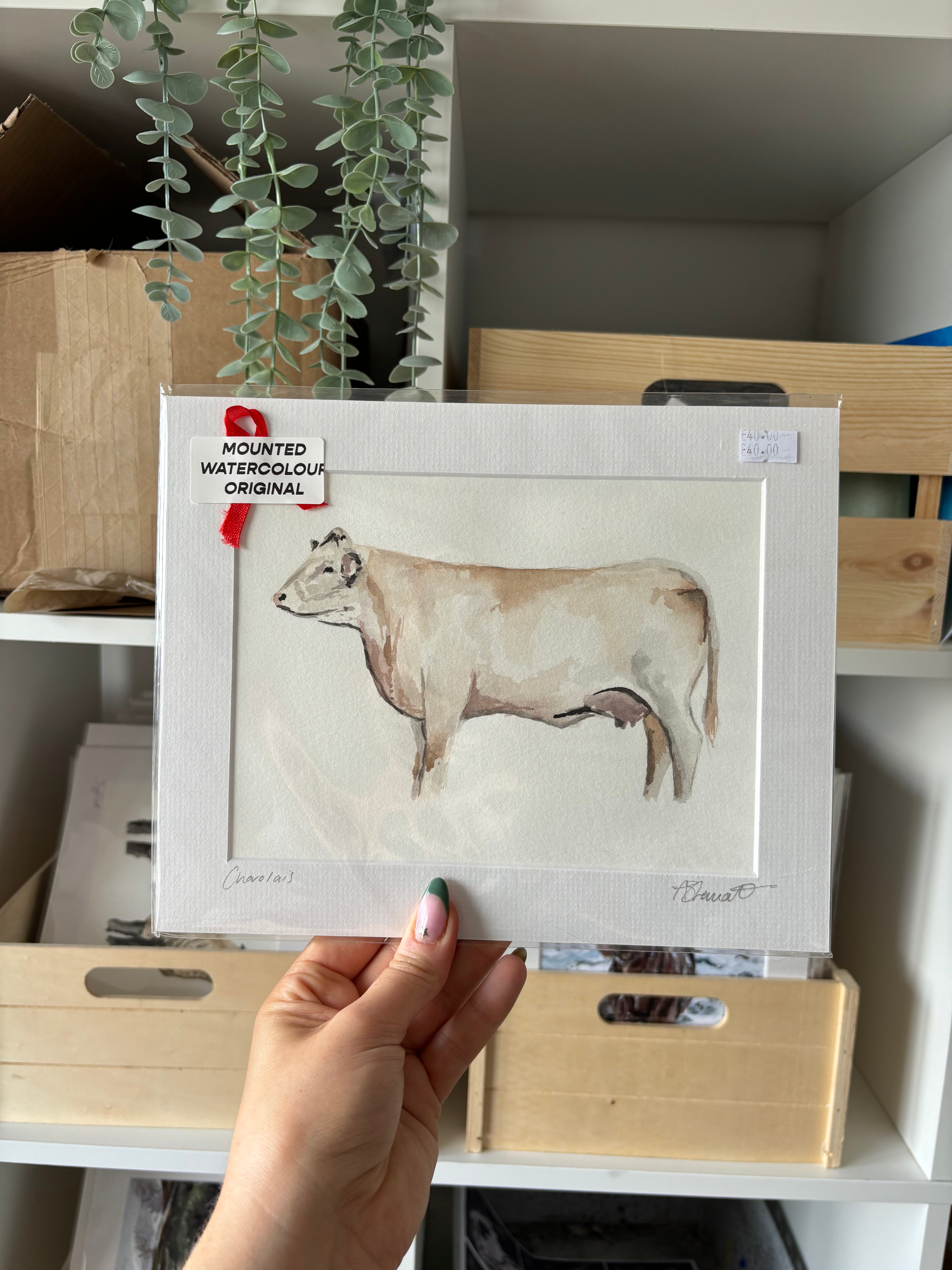 Charolais Cattle Original Mounted Watercolour Painting