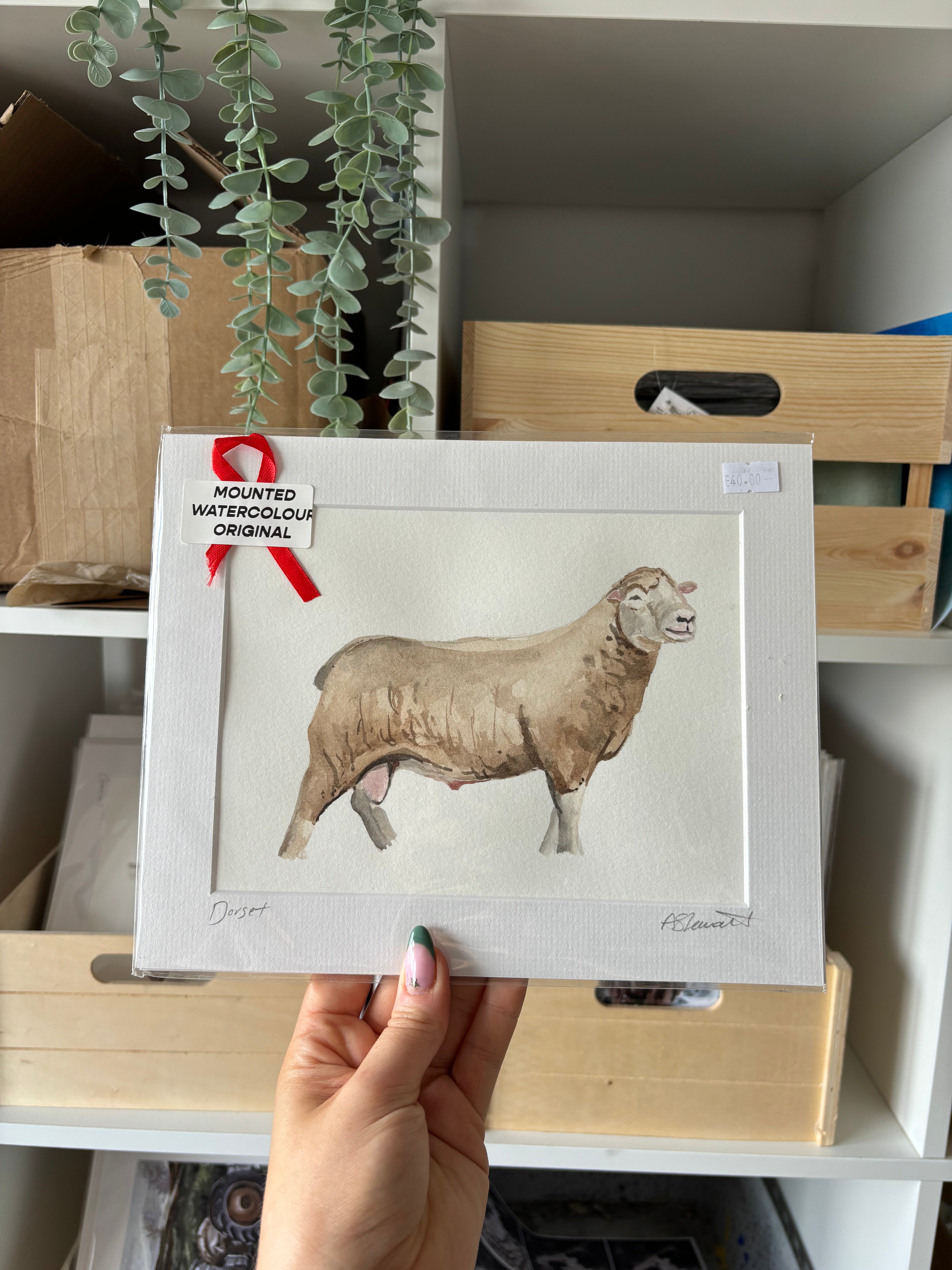 Dorset Sheep Original Watercolour Painting