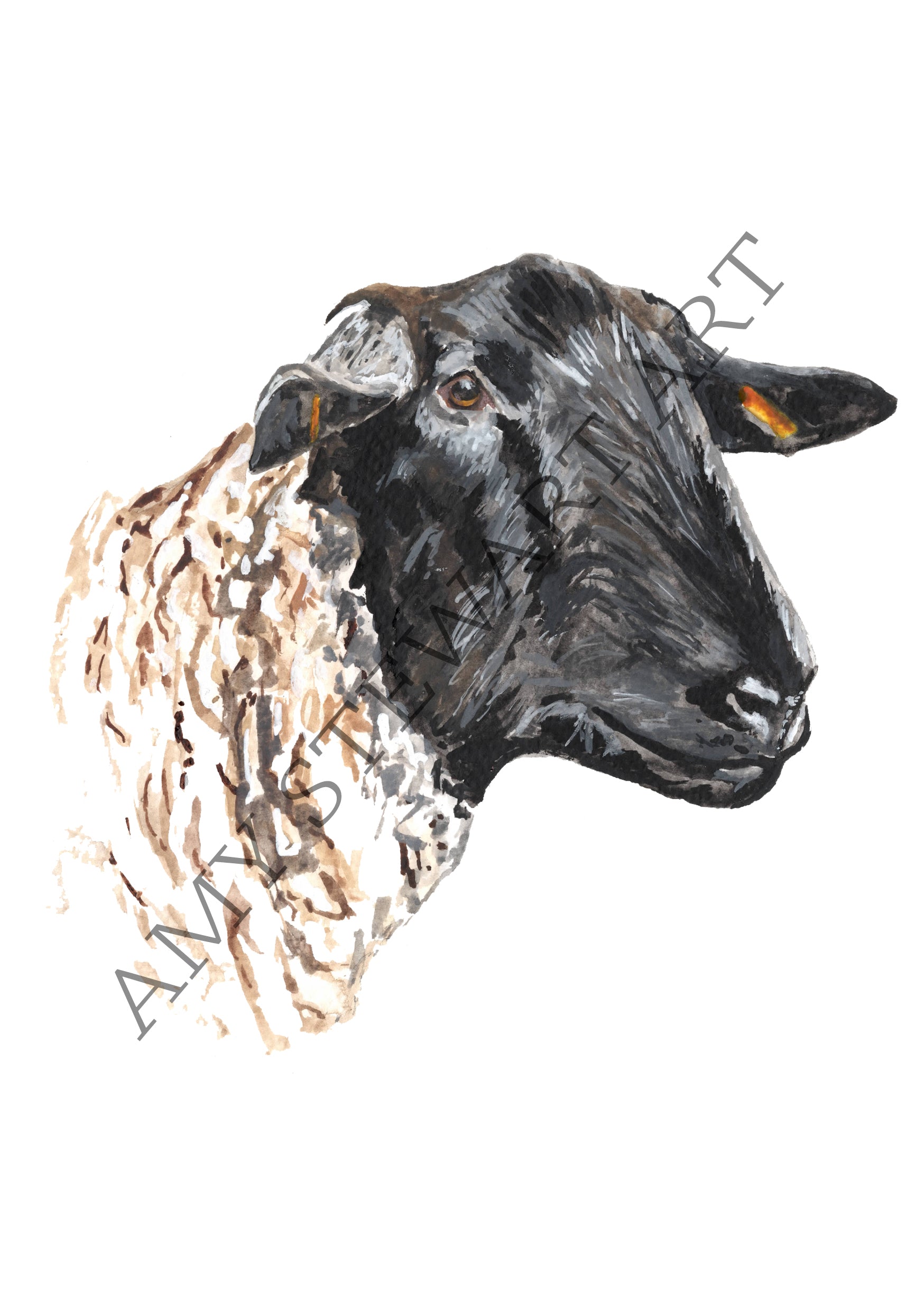 Framed Original Suffolk Sheep Watercolour Illustration