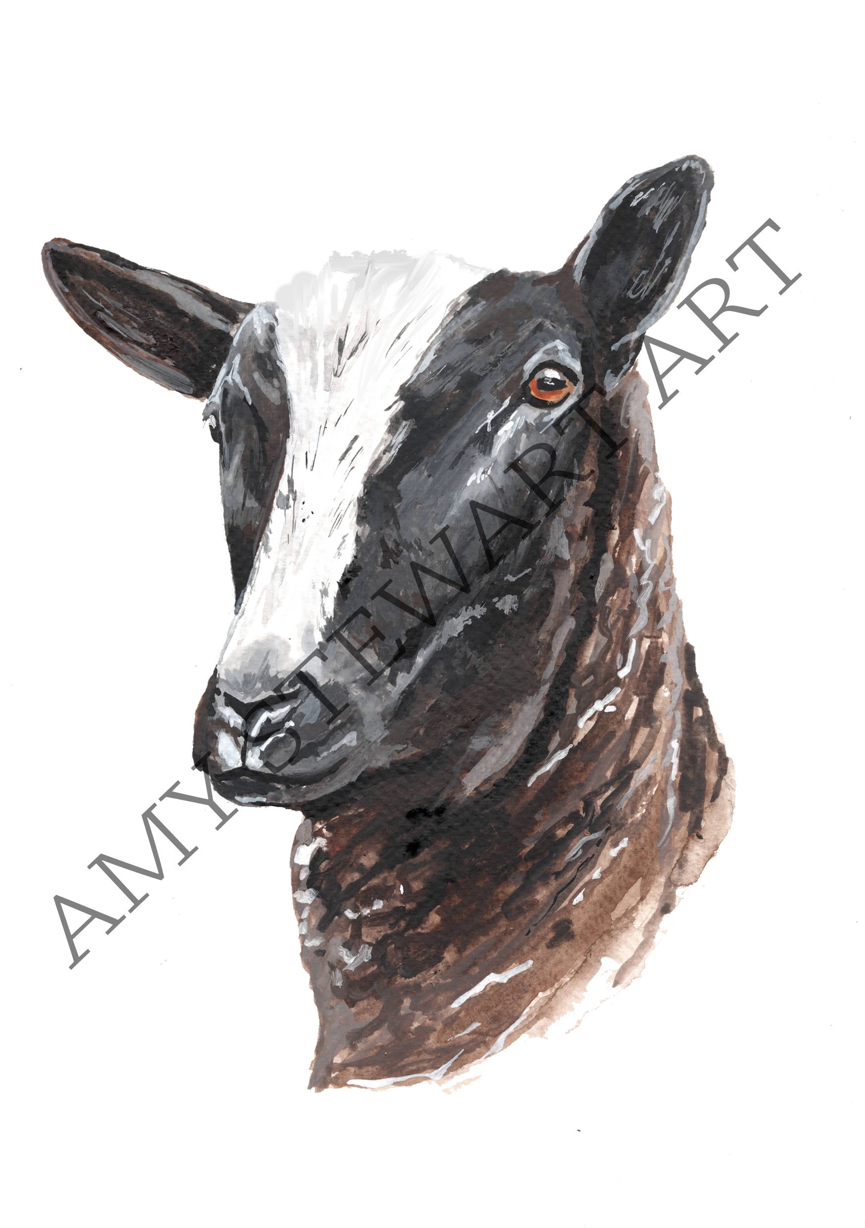 Original Framed Zwartble Sheep Watercolour Illustration
